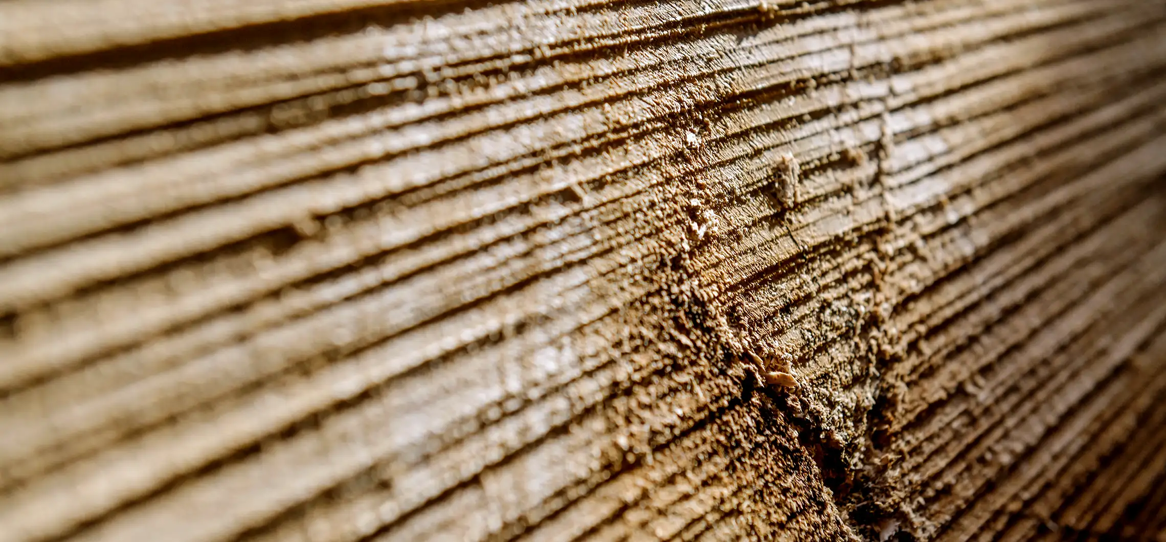 close up or log cutting