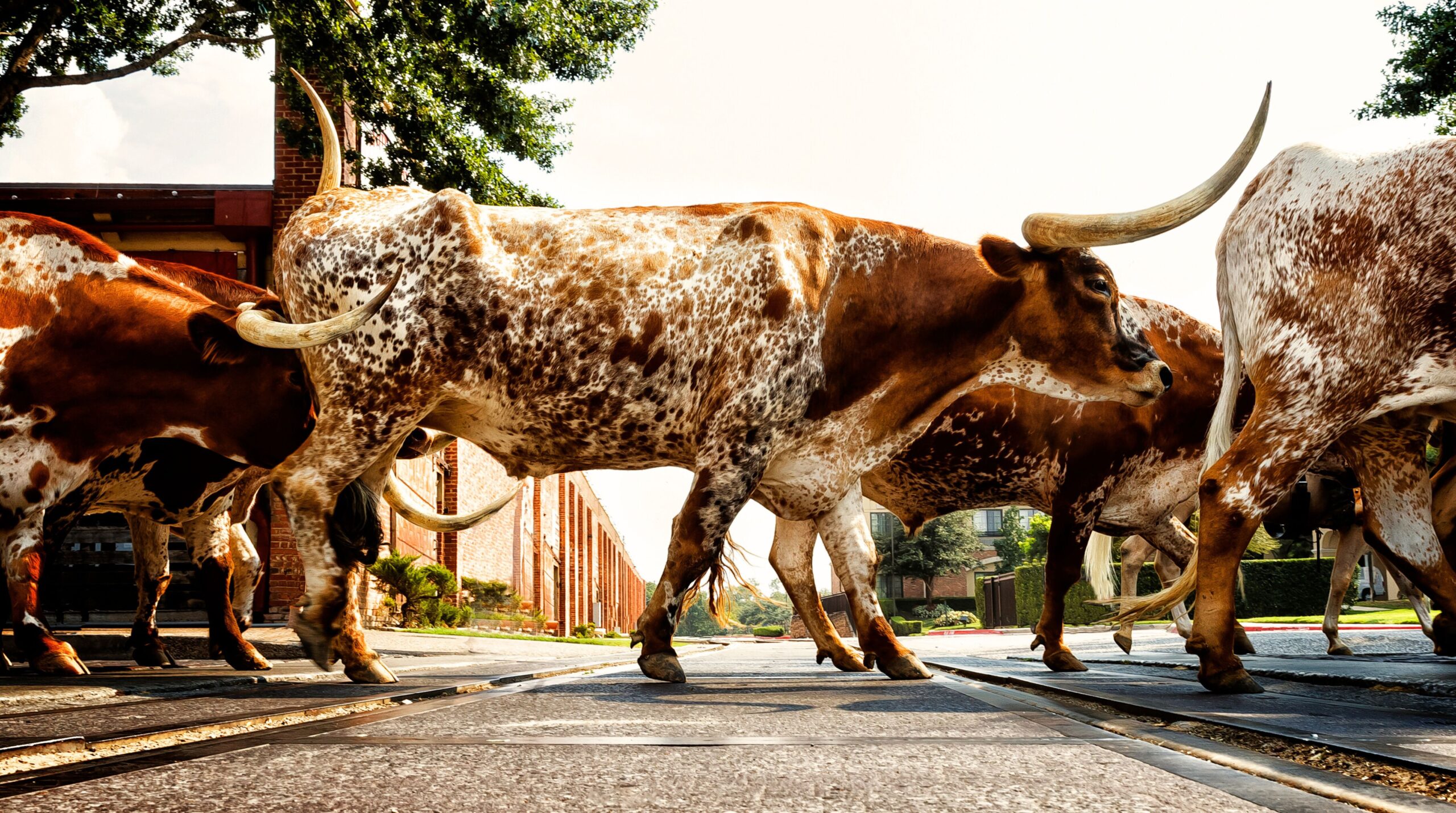 NHLA Western Night Networking Reception Thursday, October 2 5:30 – 7 pm Marriott River Center Saddle up for an evening of hands-on fun, great food, and lively conversation in a true Western setting.