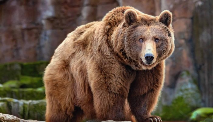 Grizzly Bear