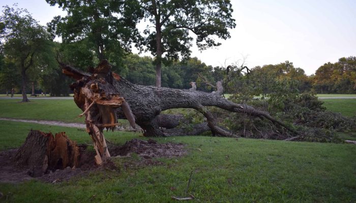 Poor,Broken,Tree,After,Storm,In,Tulsa,Oklahoma,Park